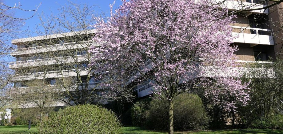 Rathaus im Frühling