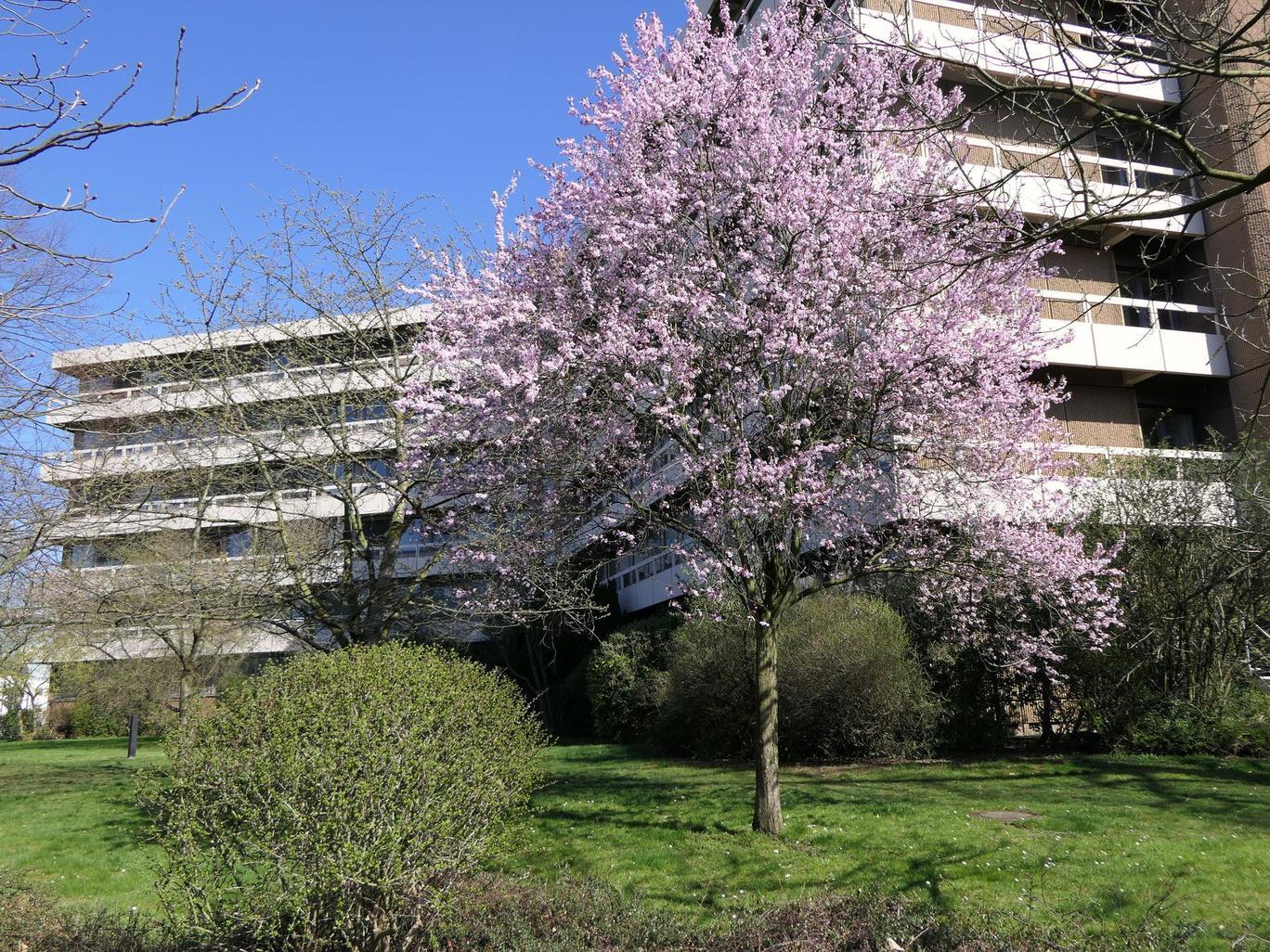 Rathaus im Frühling