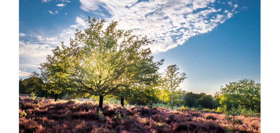 Ein Beispielfoto der Wahner Heide aus dem Kalender