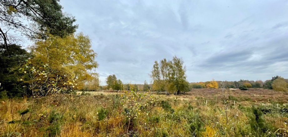 Blick in die Wahner Heide, Natur