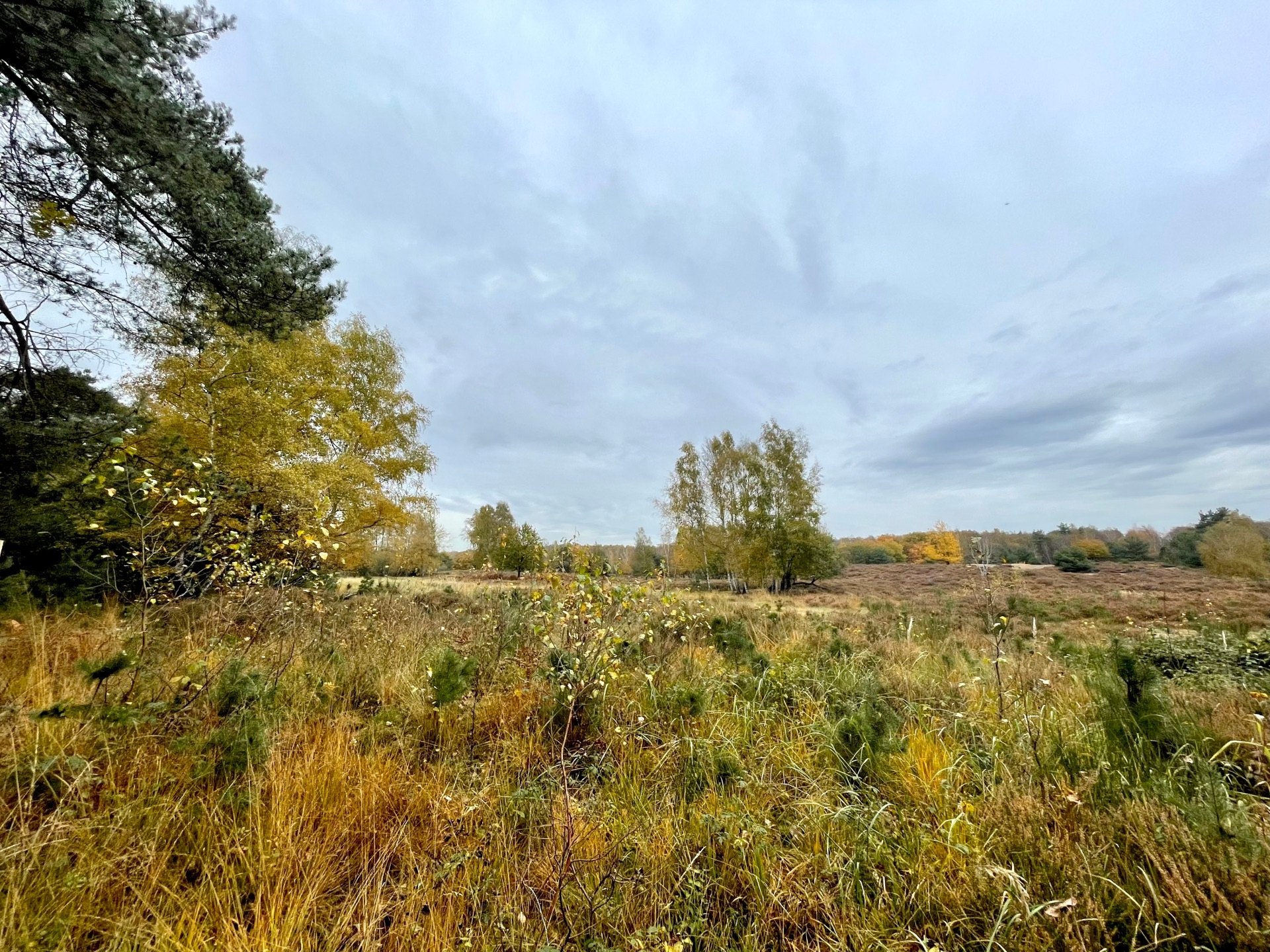 Blick in die Wahner Heide, Natur