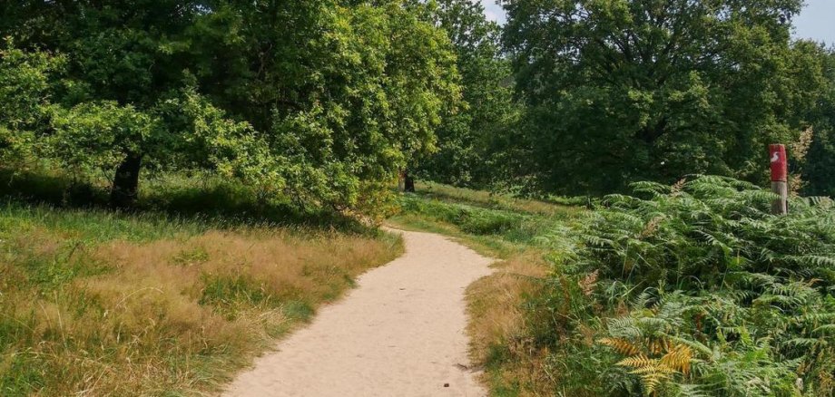 Sandiger Weg in Heidelandschaft
