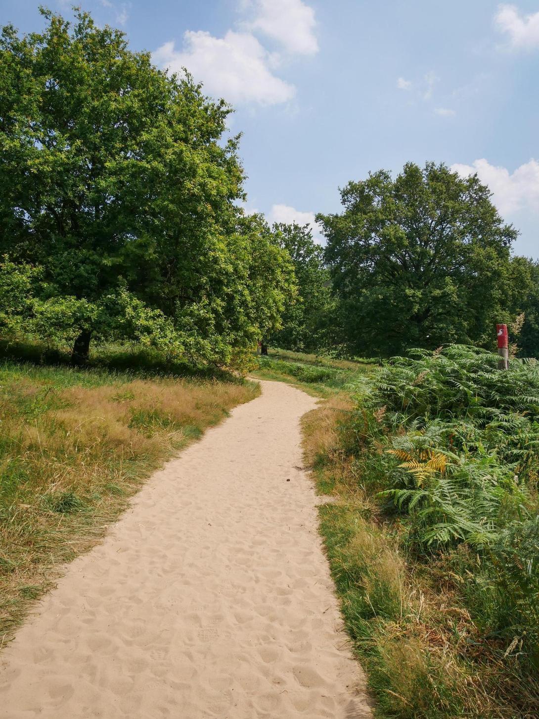 Sandiger Weg in Heidelandschaft