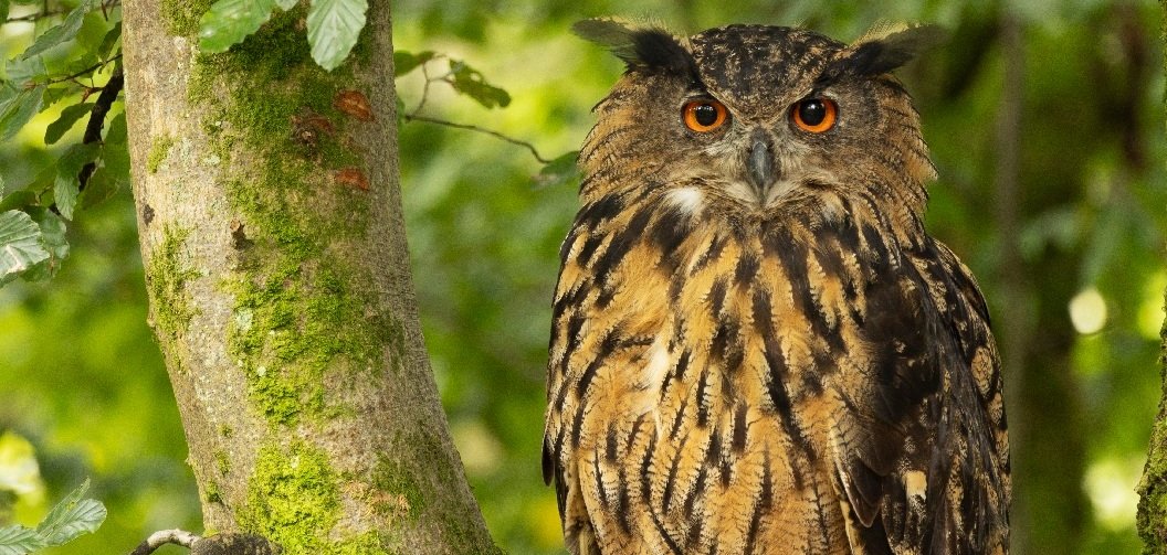 Das Bild zeigt einen Uhu auf einem Baum