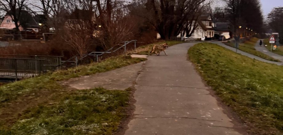 Der Wolf auf dem Damm an der Sieg in Troisdorf