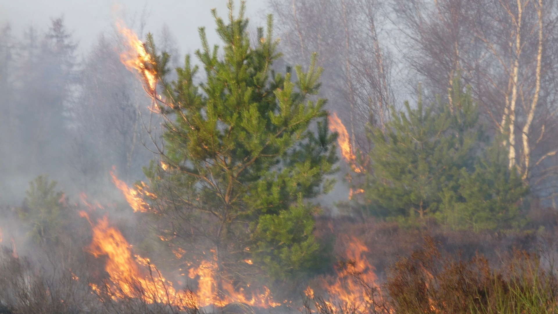 Brand in der Heide