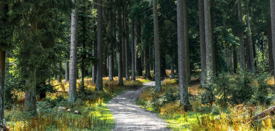 Wald