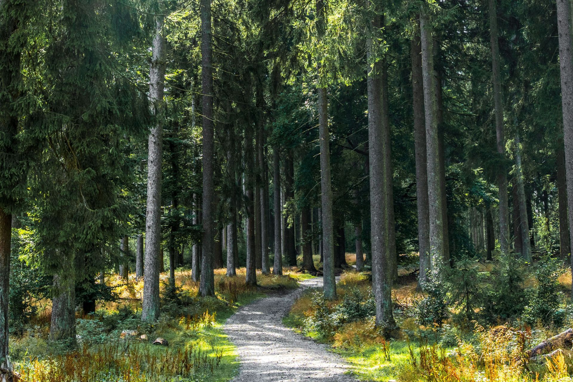Wald