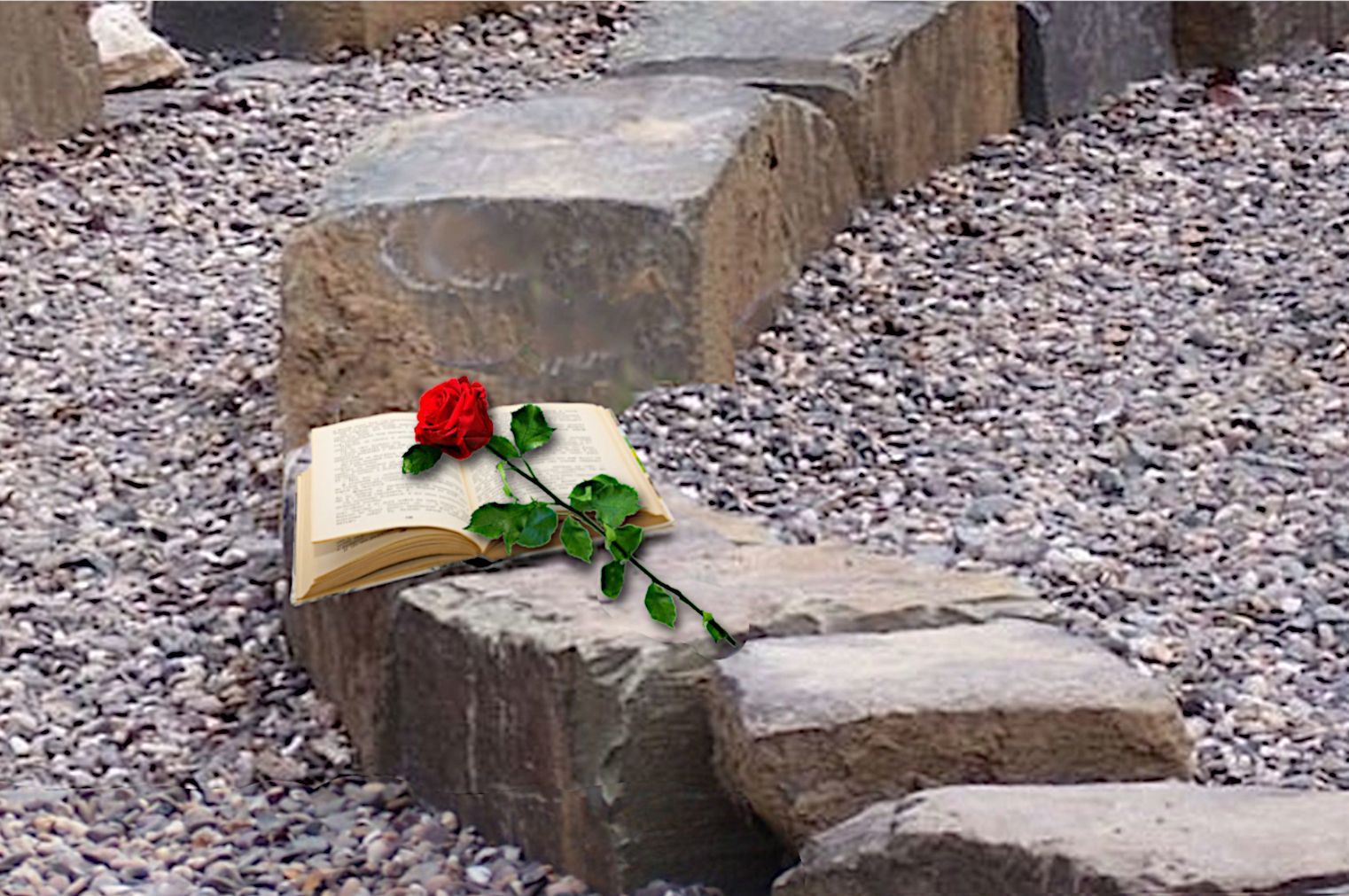 Blume auf Stein und Buch