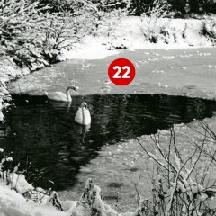 22. Türchen: Weiher im Troisdorfer Stadtpark an der Burg Wissem, aufgenommen im Jahr 1955 (Fotograf: Fritz Vogel; Stadtarchiv Troisdorf, Fotonachlass Vogel)