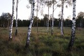 Birken in der Wahner Heide