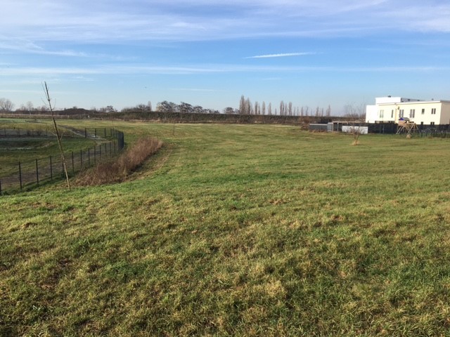 Der südliche Teil der öffentlichen Grünfläche mit Blick auf das Versickerungsbecken und die Wohnbebauung
